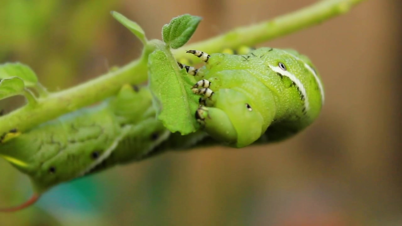 Orbiting close up of a hornworm chowing down on a tomato plant.