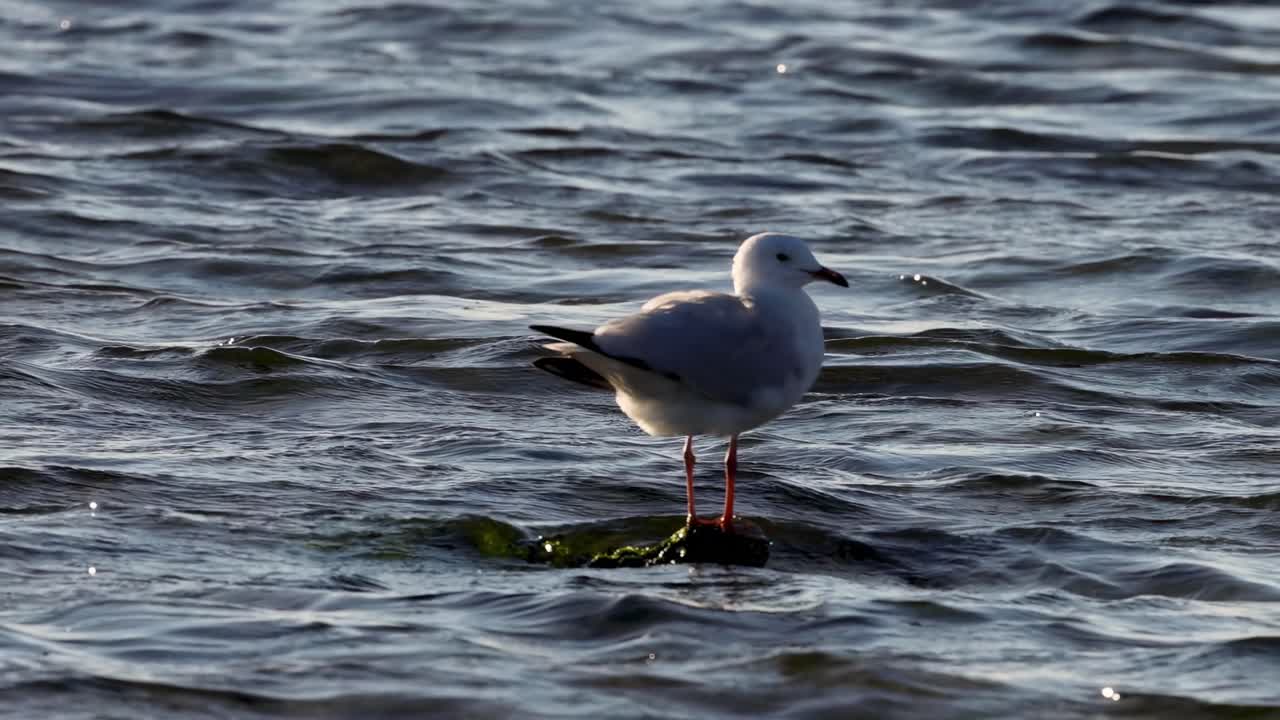 A seagull stands quietly in shallow water, observing the gentle waves around it.