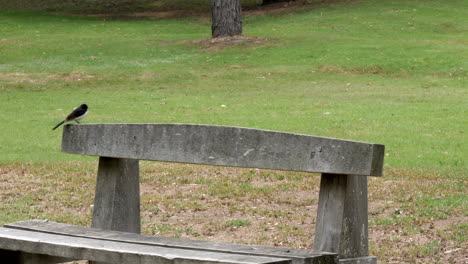 Australian-Willie-Wagtail-perched-on-a-park-bench,-moves-along-then-takes-flight