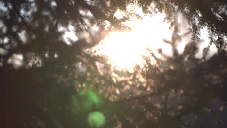 DEFOCUSED-Shot-of-Sunrise-through-fir-branches-with-Lens-Flare