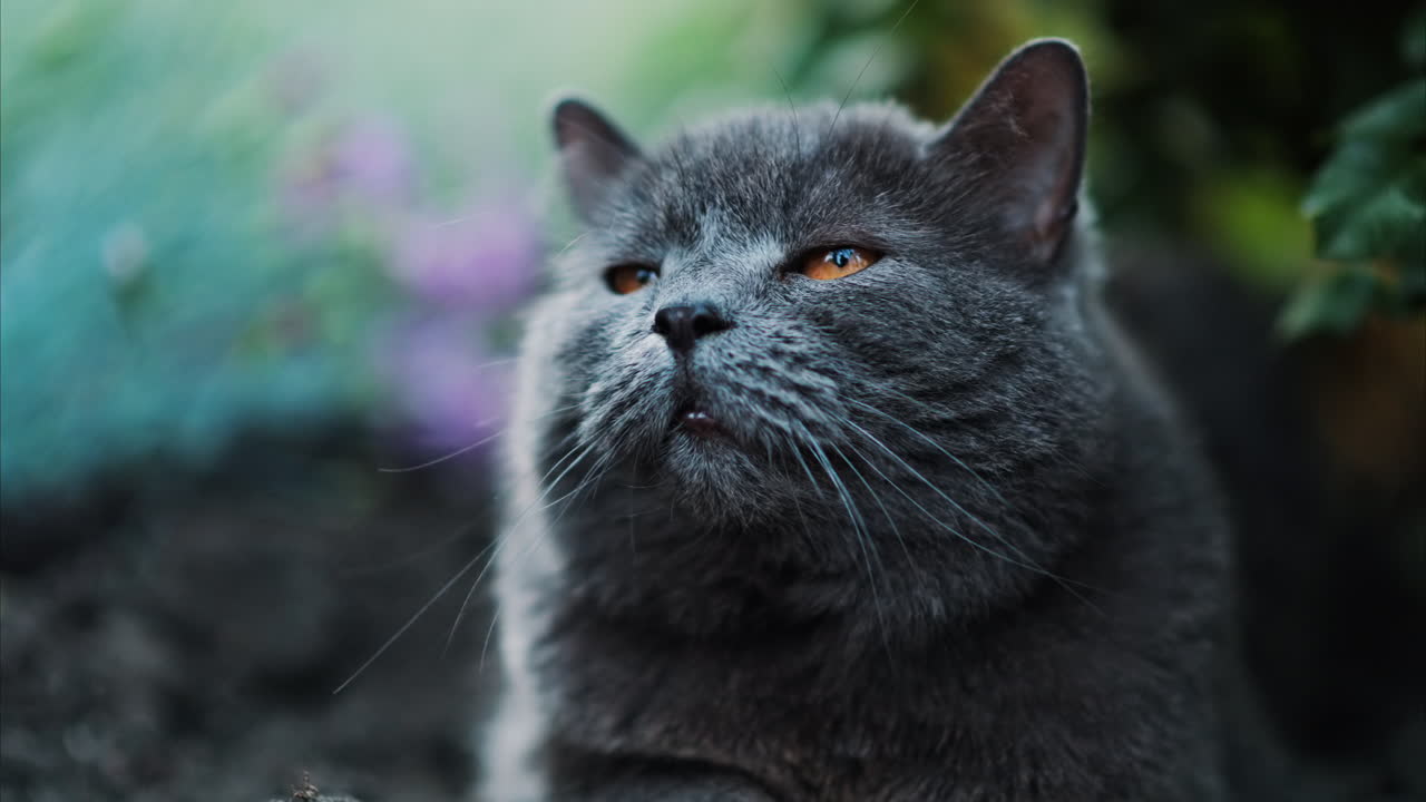 Close up of a British Shorthair cat with orange eyes sitting on the ground and looking around in a garden