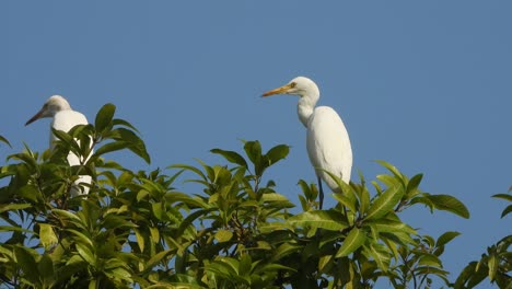 una garza relajándose en un árbol