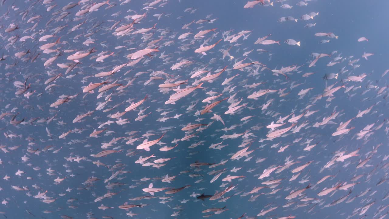물고기의 큰 학교 위에서 아래를 내려다 보면서