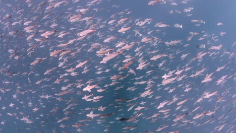 mirando hacia abajo en la parte superior de la gran escuela de peces