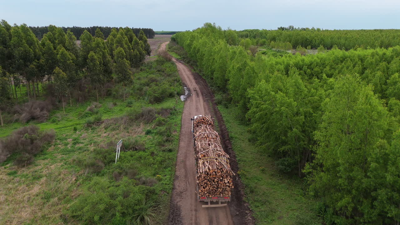 Low altitude daisy cutter drone shot following truck with wooden loges while it pases through timber fields. Cloudy afternoon with distant horizon.