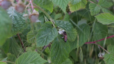 tiny honey been flying off raspberry bush leaf in spring daytime, handheld