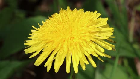 Closeup-of-a-Dandelion,-Taraxacum-officinalis.-Spring.-UK