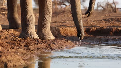 medium shot of african elephants' feet and trunks while drinking, filmed from a low angle at mashatu game reserve.
