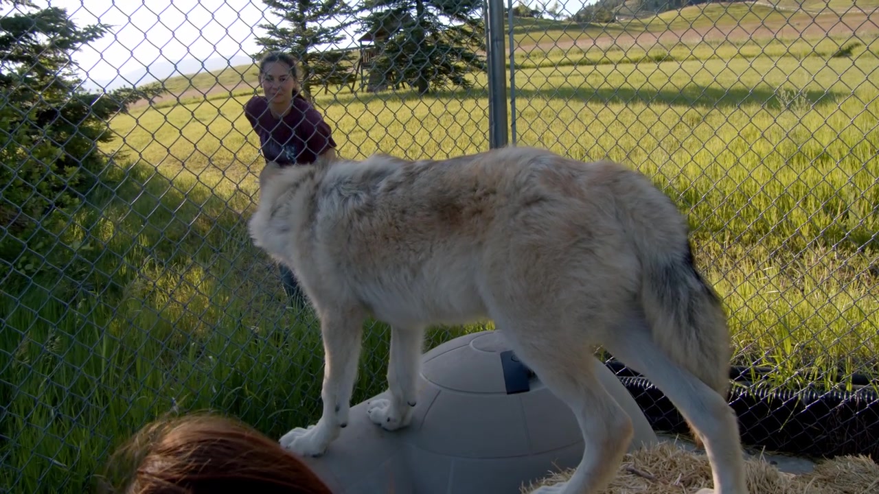 A grey wolf named Koa.