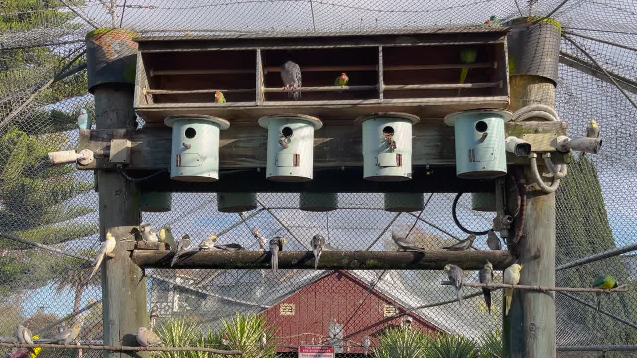 Dove And Parrots Perched On Wood With Bird's Nest At Botanical Garden And Park In Whanganui, New Zealand