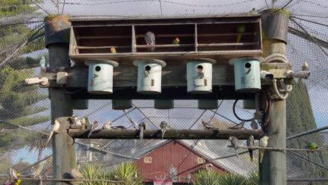 Dove-And-Parrots-Perched-On-Wood-With-Bird's-Nest-At-Botanical-Garden-And-Park-In-Whanganui,-New-Zealand