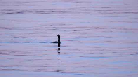 Kormoranvogel-Schwimmt-Im-Ruhigen-Seewasser.-Breit