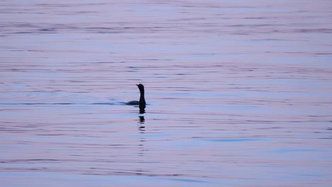 cormorant bird swimming in calm lake water. wide