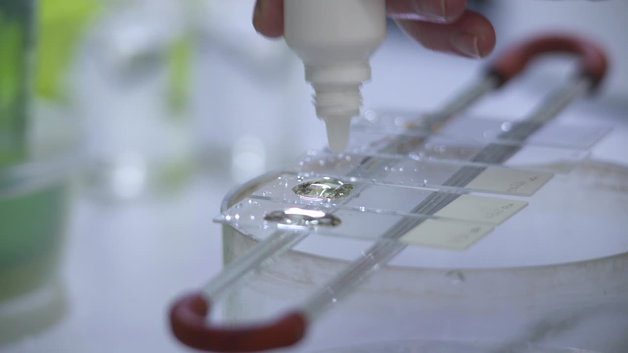 의학적 액체가 현미경 슬라이드에 적용됩니다.