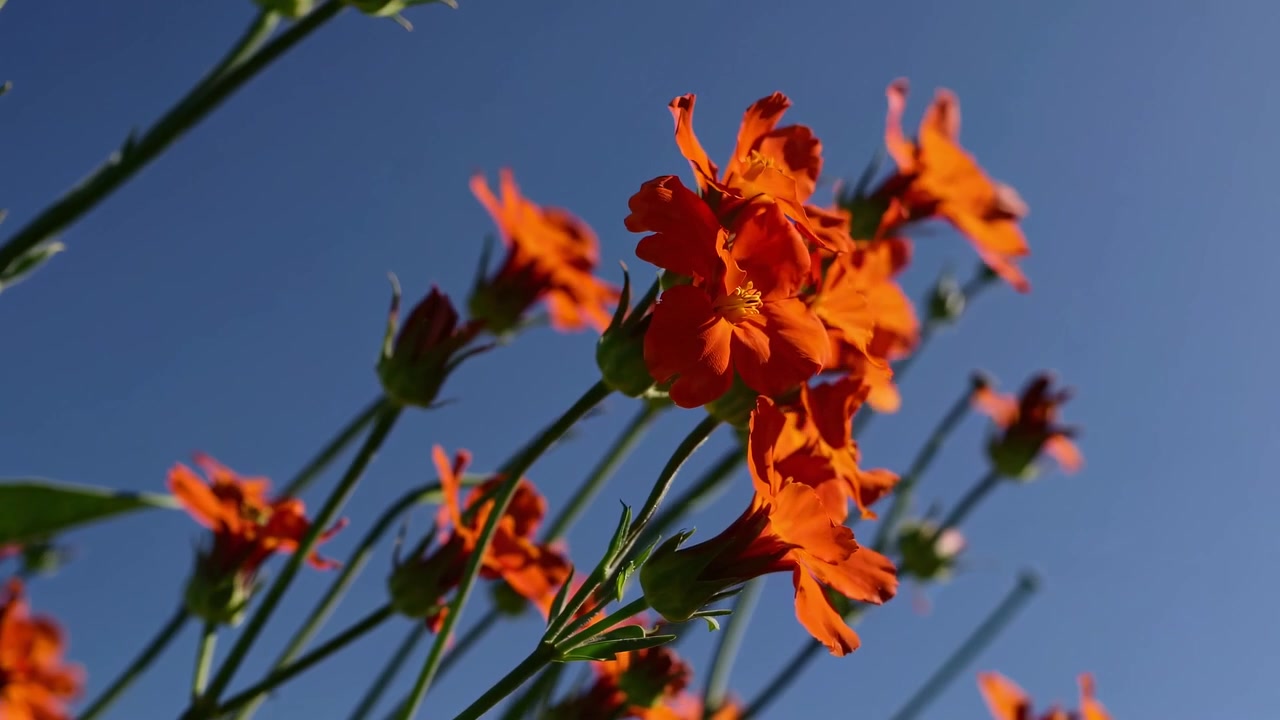 Fiori di cosmo arancioni vivaci che ondeggiano contro un cielo azzurro limpido