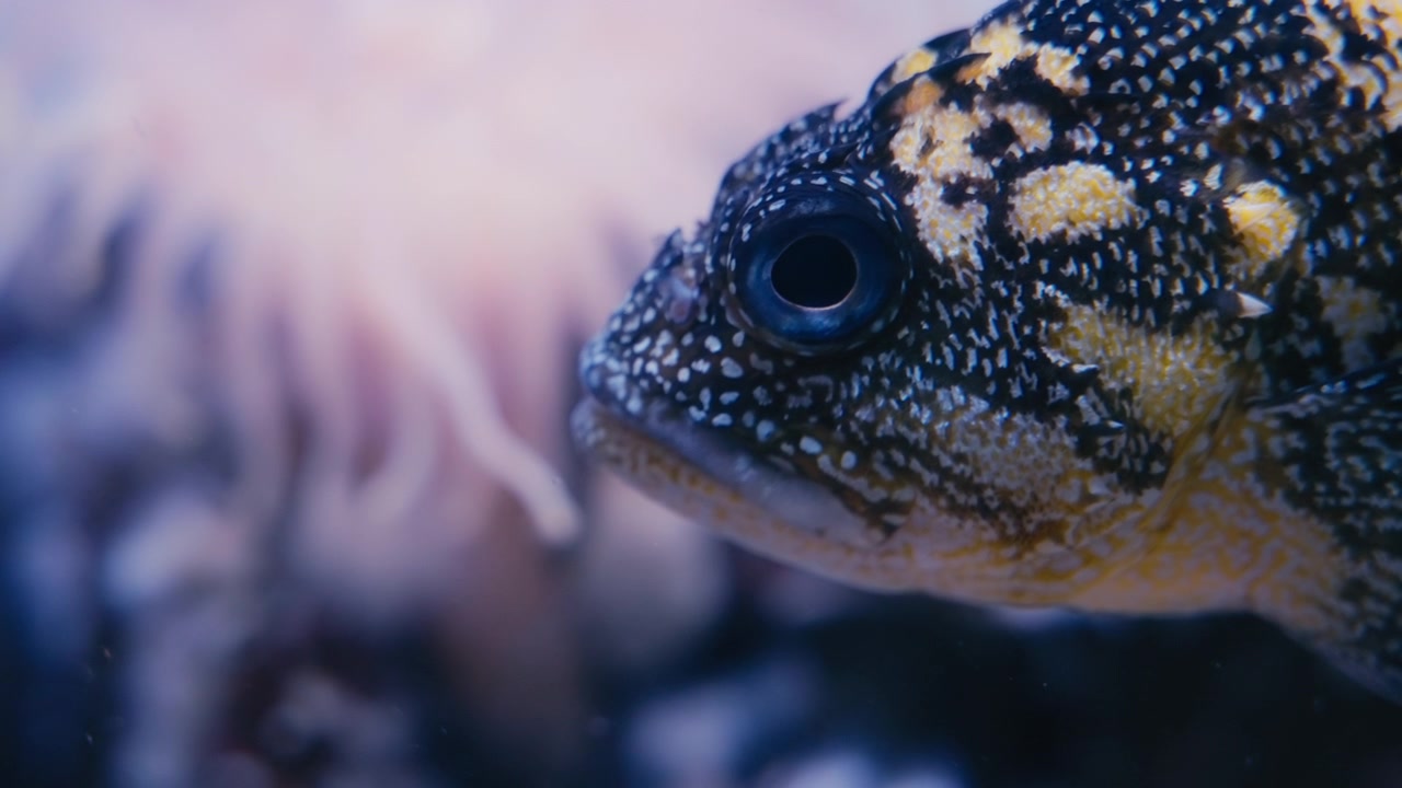 Nahaufnahme eines Gelbstreifen-Felsenfisches, der im Meer schwimmt