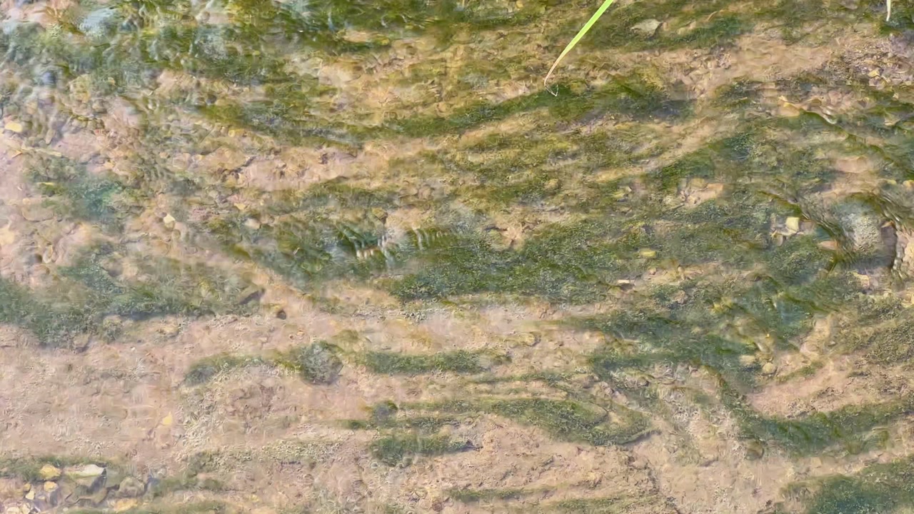 Clear water flows gently over rocks and sand with green algae spread across the stream bed, symbolizing aquatic life and ecosystem balance.
