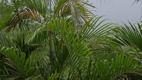 wet palm trees