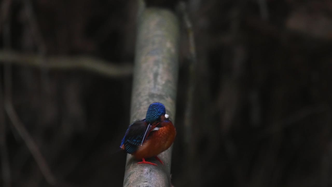 Perched on a Bamboo looking down and flies downwards to catch a fish, Blue-eared Kingfisher, Alcedo meninting, Kaeng Krachan National Park, Thailand