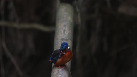 perched on a bamboo looking down and flies downwards to catch a fish, blue-eared kingfisher, alcedo meninting, kaeng krachan national park, thailand