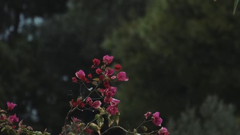 bougainvillea flowers against blurry lush foliage during rainy day