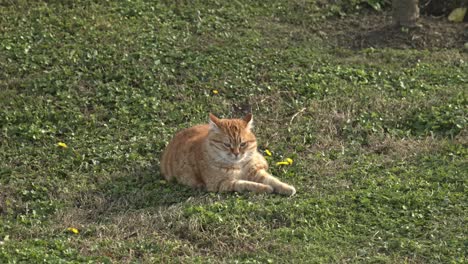 yellow orange cat looking around and playing slow motion 4k uhd