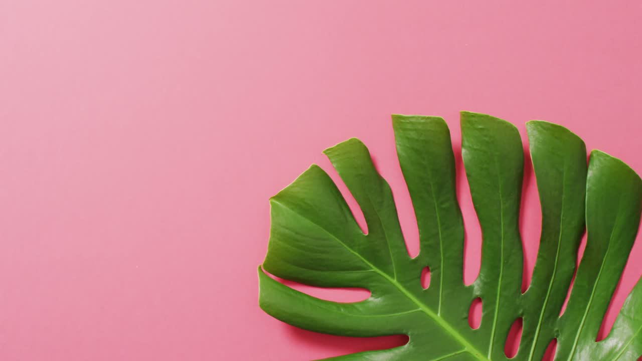 hoja de planta de monstera verde sobre fondo rosa con espacio para copiar