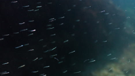 school of small fish underwater