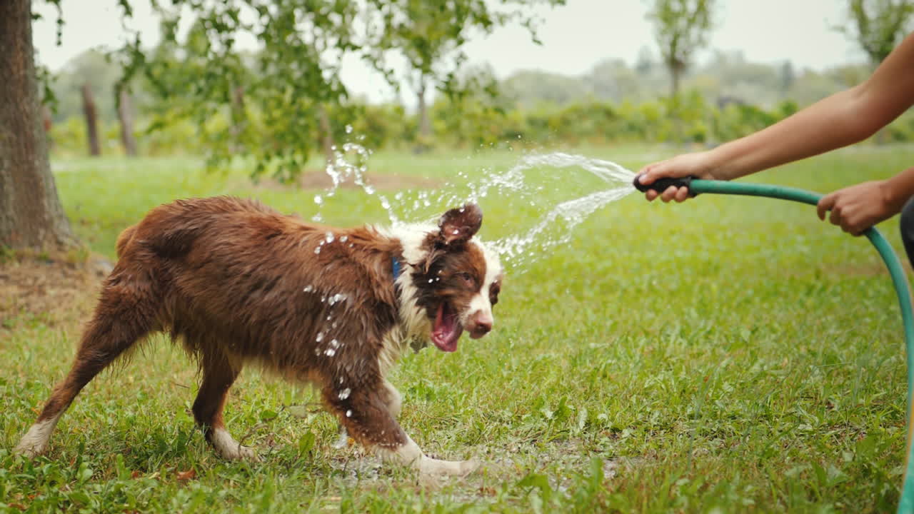 활동적인 게임과 건강한 생활 방식 소녀들의 손에는 큰 붉은 양치기가 있는 물 호스가 있습니다.