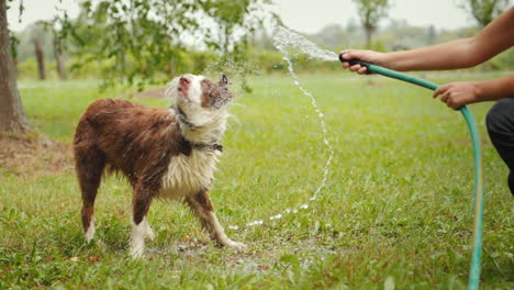 Juegos-Activos-Y-Un-Estilo-De-Vida-Saludable,-La-Mano-De-Las-Niñas-Sostiene-Una-Manguera-De-Agua-Con-La-Que-Un-Gran-Pastor-Rojo