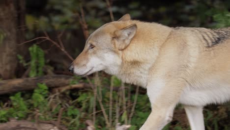 El-Lobo-(Canis-Lupus),-También-Conocido-Como-Lobo-Gris,-Es-El-Miembro-Más-Grande-De-La-Familia-Canidae.-Los-Lobos-Son-El-Miembro-Salvaje-Más-Grande-De-La-Familia-De-Los-Perros.