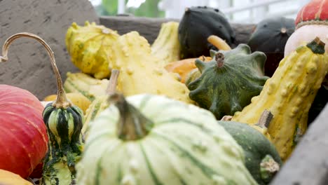 pumpkin and gourd variety autumn display