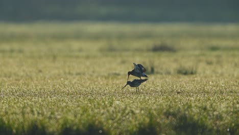 black-tailed godwits mating in a field at sunrise