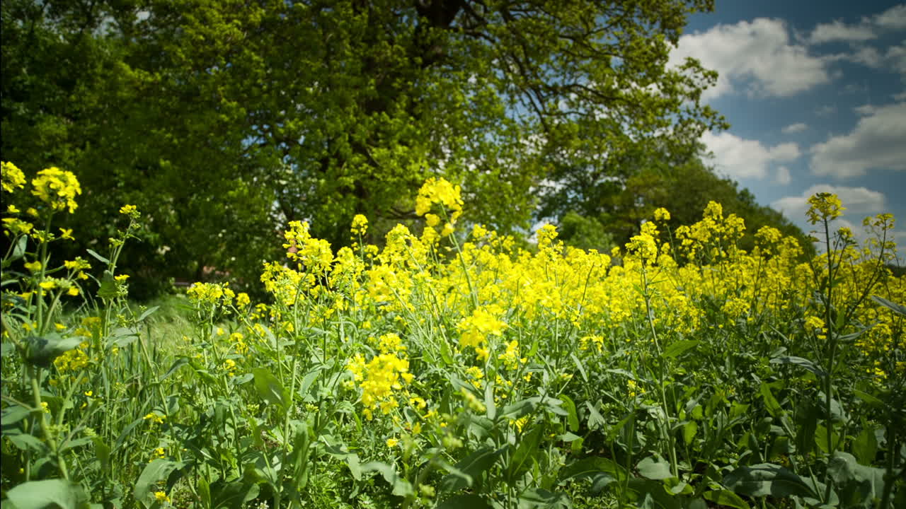 아름다운 나무 원시 06