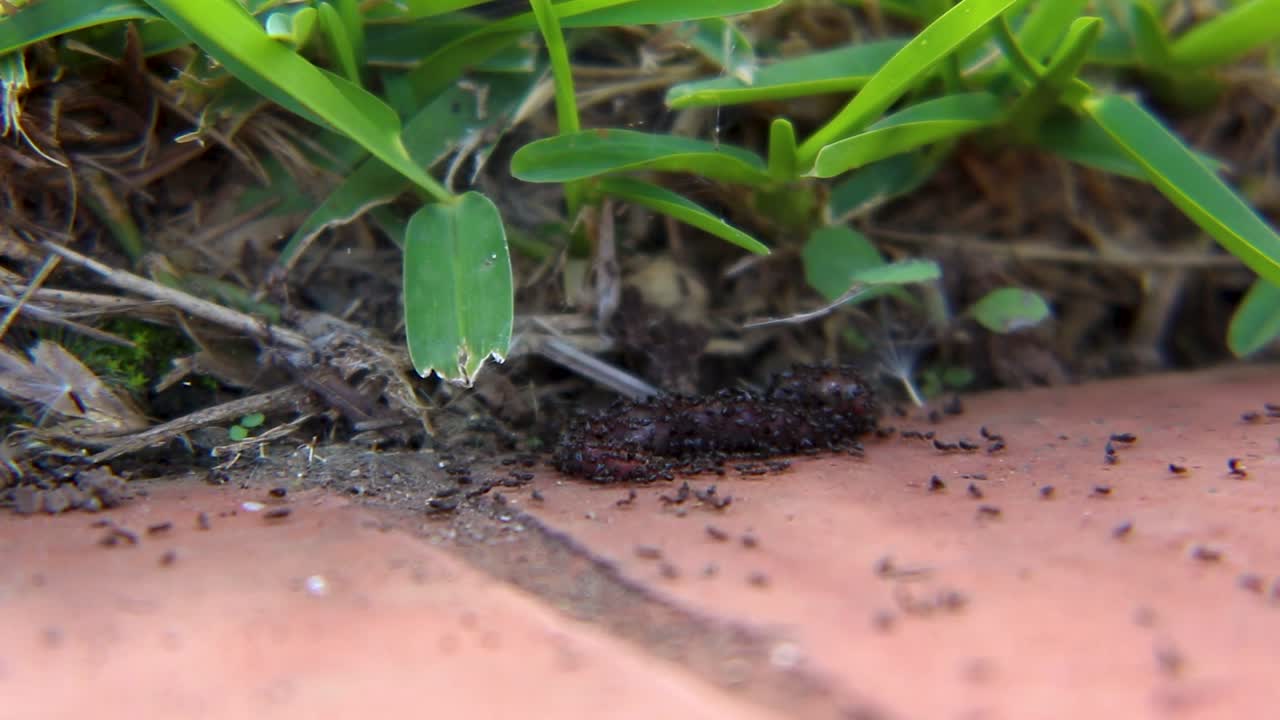 지렁이를 옮기려는 개미의 매크로 샷