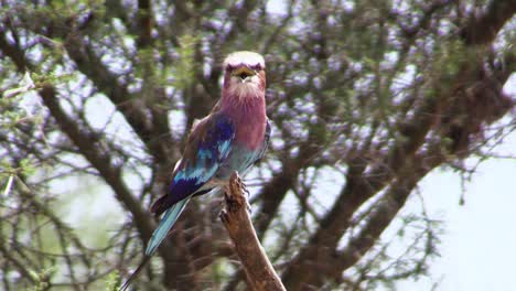 rodillo de pecho lila con pico abierto en una rama, árbol en segundo plano durante el día soleado