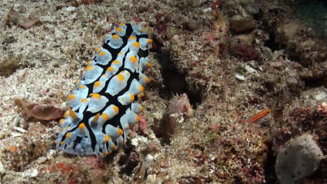 El-Nudibranquio-Verrugoso-Phyllidia-Varicosa-Se-Mueve-Lentamente-Sobre-El-Fondo-Arenoso-Del-Océano-Con-Algunos-Guijarros