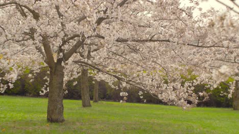 flowering sakura trees in city park