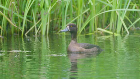 pato tuftado hembra aislado en el agua contra un fondo de caña verde