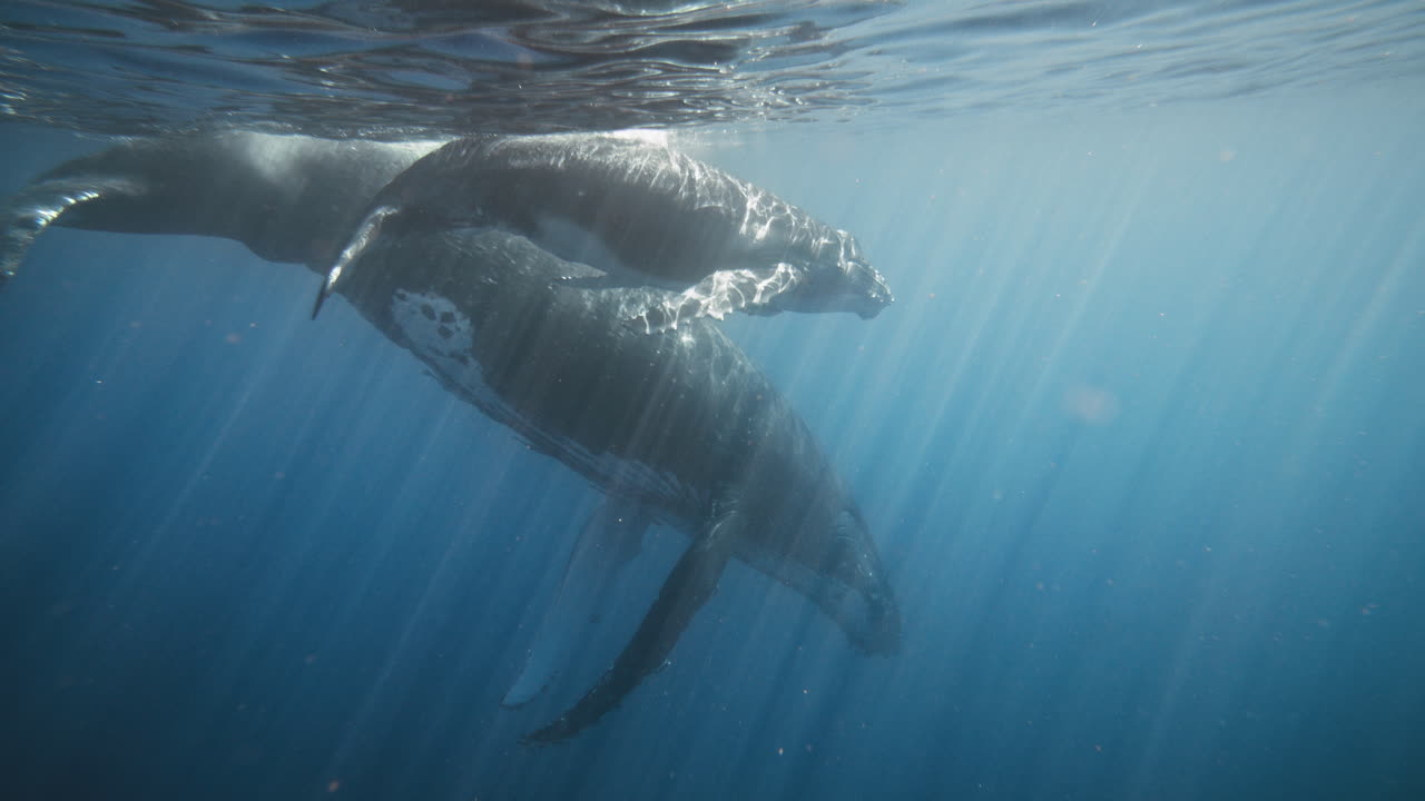 Humpback whale pair with calf angle body down into open ocean water
