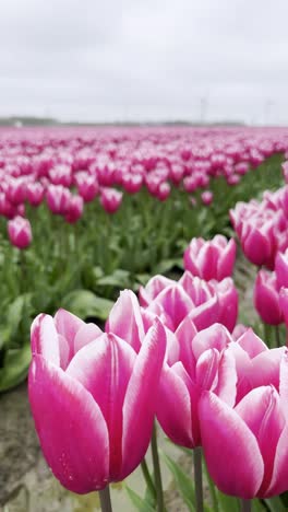 vertical shot captures rows of pink tulips (tulipa spp.) gently swaying in the wind on a cloudy day in the netherlands, with wind turbines in the distance, spring bloom, real time, camera static