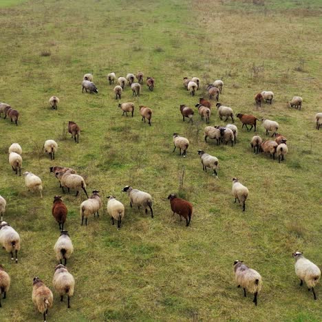 aerial drone view of sheep herd feeding on grass in green field. sheep graze on a green meadow
