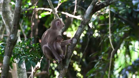 The-Northern-Pig-tailed-Macaque-is-a-primate-commonly-found-in-Khao-Yai-National-Park-though-it’s-a-Vulnerable-species