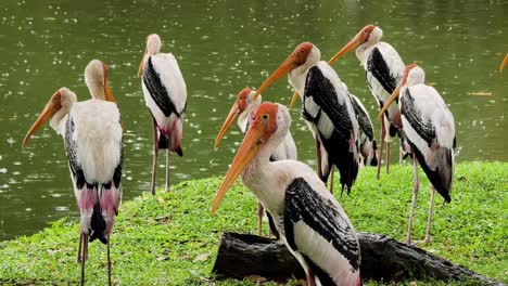 group of open-billed storks in a rainy environment