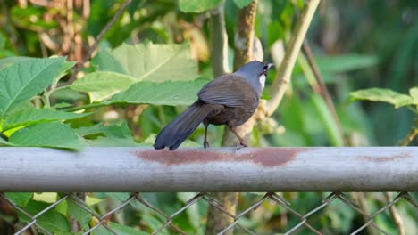 un solo pterorhinus chinensis de garganta negra, encaramado en la barra redonda de metal de una valla dentro del parque nacional de khao yai