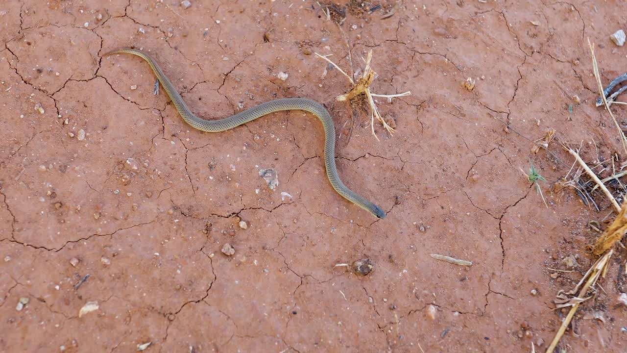 Static video of a Great Plains Ground Snake Sonora episcopa