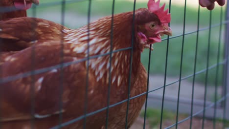 Las-Gallinas-Comen-Gusanos