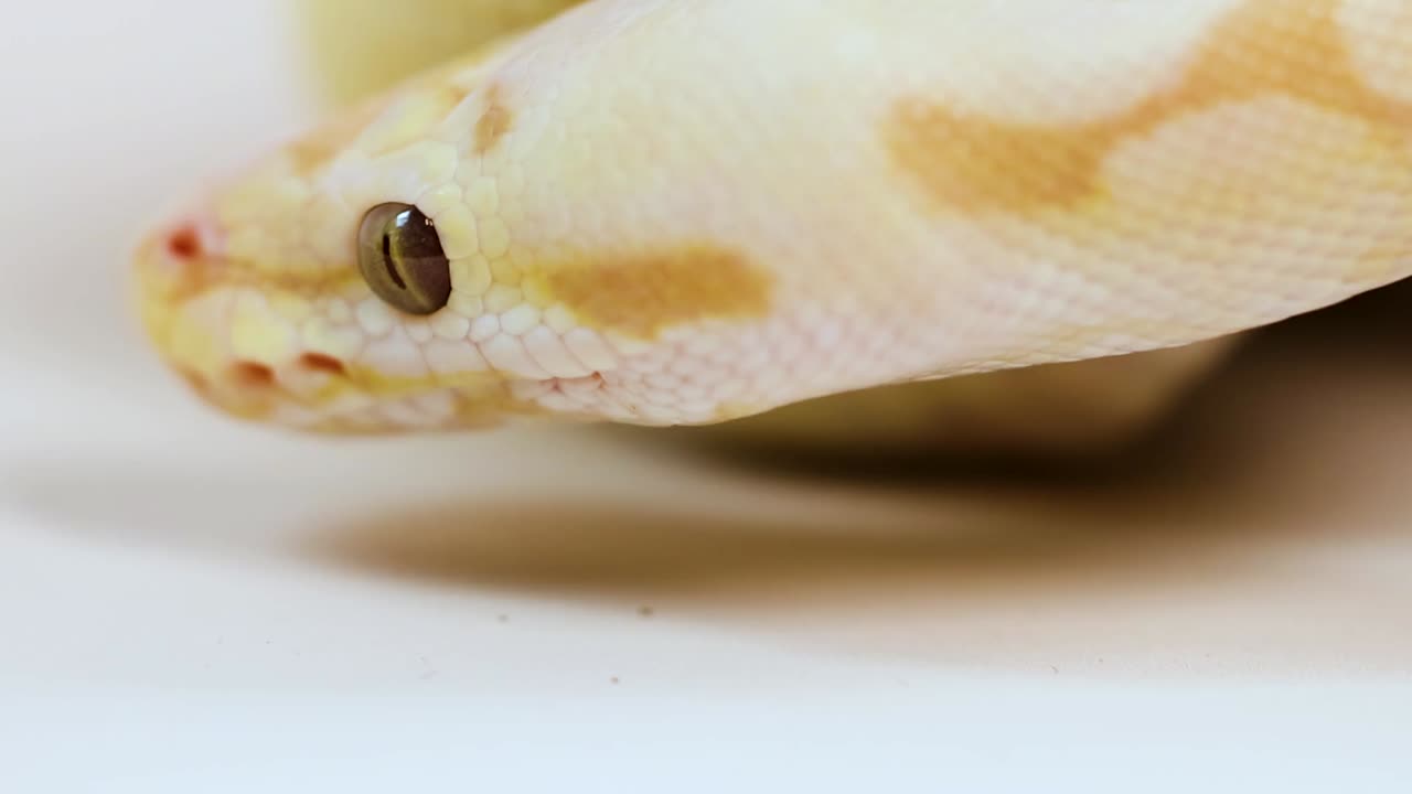 Macro view of a yellow corn snake's head and eye against a white background