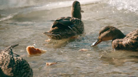 close-up view of a group of ducks swims in a small stream on a frozen lake