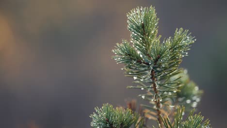 a close-up of the top of the young pine tree